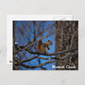 Eichhörnchen in Montreal Postkarte (Vorne/Hinten)