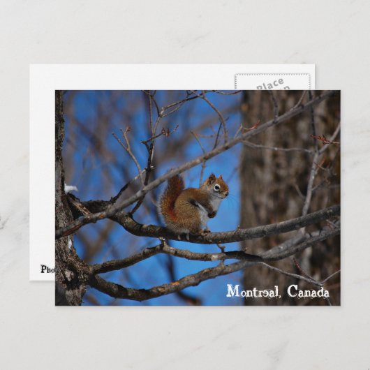 Eichhörnchen in Montreal Postkarte (Vorne/Hinten)