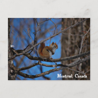 Eichhörnchen in Montreal Postkarte