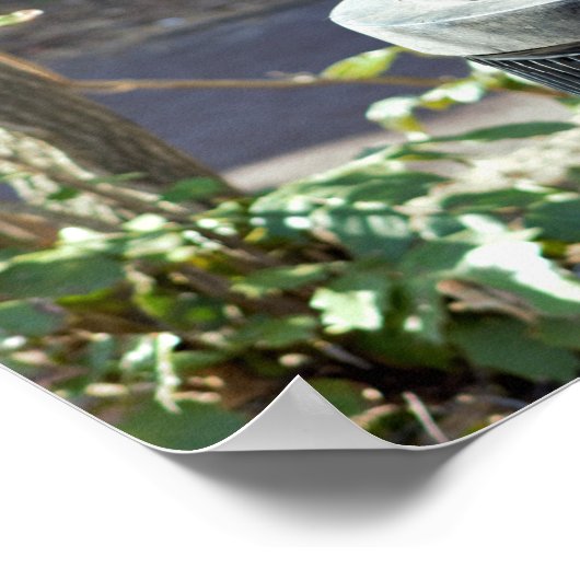 Eichhörnchen in Mülleimer Poster (Ecke)