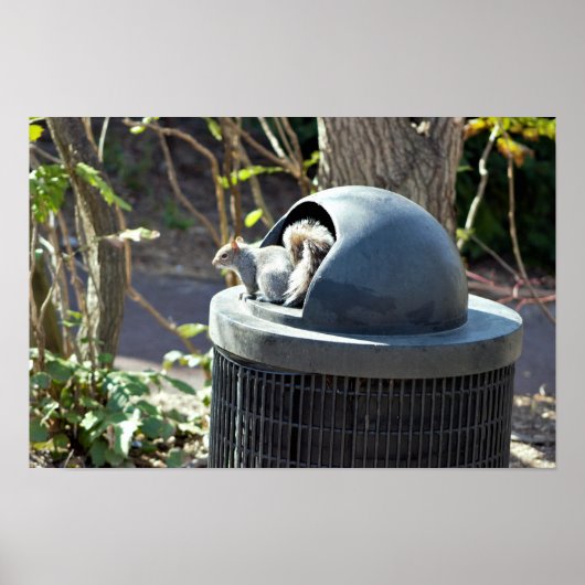 Eichhörnchen in Mülleimer Poster (Vorne)