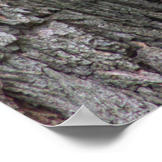 Eichhörnchen in Tree Foto Poster (Ecke)