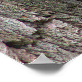 Eichhörnchen in Tree Foto Poster (Ecke)