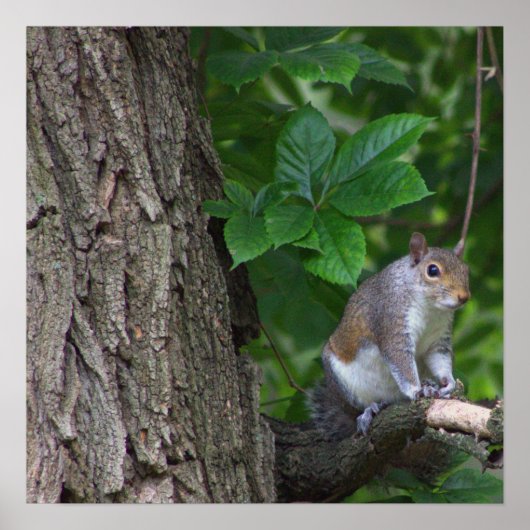 Eichhörnchen in Tree Foto Poster (Vorne)