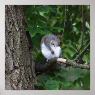 Eichhörnchen in Tree Foto Poster