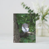 Eichhörnchen in Tree Foto Postkarte (Stehend Vorderseite)