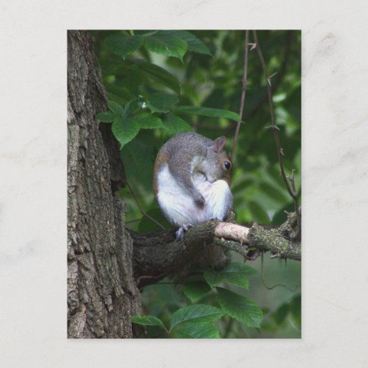 Eichhörnchen in Tree Foto Postkarte (Vorderseite)