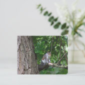 Eichhörnchen in Tree Foto Postkarte (Stehend Vorderseite)