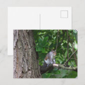 Eichhörnchen in Tree Foto Postkarte (Vorne/Hinten)