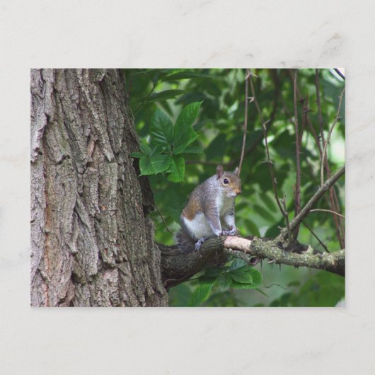 Eichhörnchen in Tree Foto Postkarte (Vorderseite)