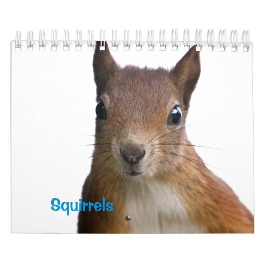 Eichhörnchen Kalender (Titelbild)