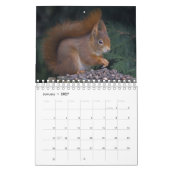 Eichhörnchen Kalender (Jan 2027)