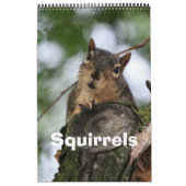 Eichhörnchen Kalender (Titelbild)