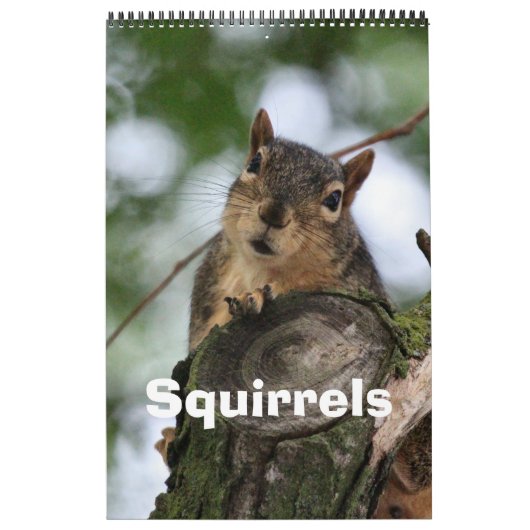 Eichhörnchen Kalender (Titelbild)