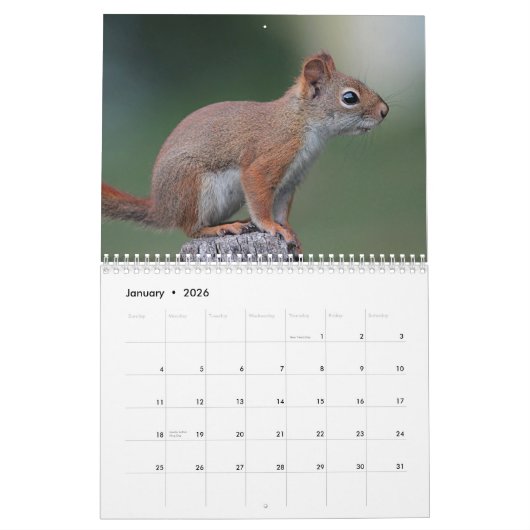 Eichhörnchen Kalender (Jan 2026)