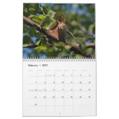 Eichhörnchen Kalender (Feb 2027)