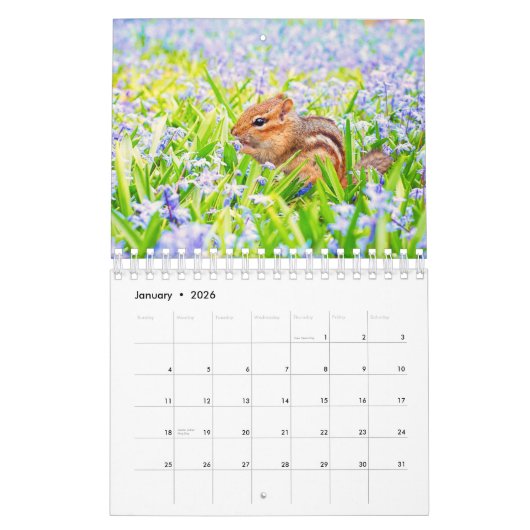Eichhörnchen Kalender (Jan 2026)