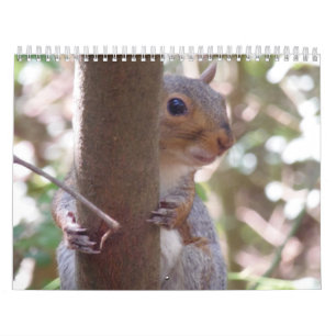Eichhörnchen Kalender