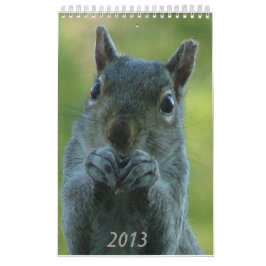 Eichhörnchen-Kalender 2013 Kalender