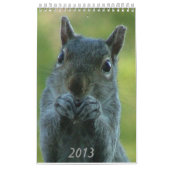 Eichhörnchen-Kalender 2013 Kalender (Titelbild)
