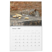 Eichhörnchen-Kalender Kalender (Jan 2027)