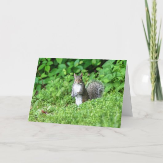 Eichhörnchen Karte (Vorderseite)