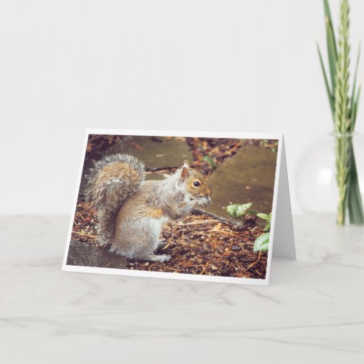 Eichhörnchen Karte (Vorderseite)