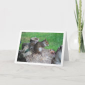 Eichhörnchen Karte (Vorderseite)