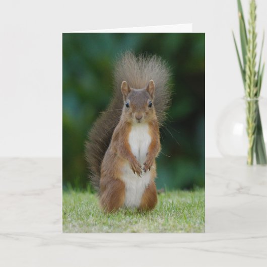 Eichhörnchen Karte (Vorderseite)