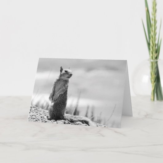 Eichhörnchen Karte (Vorderseite)