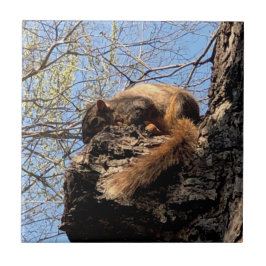 Eichhörnchen Keramik Fliese