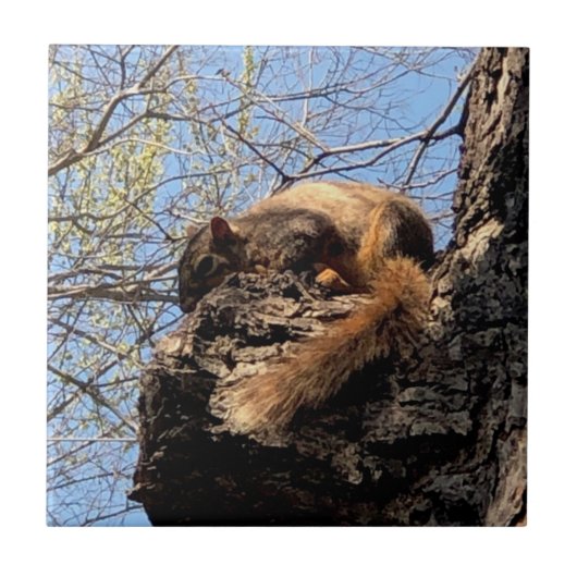 Eichhörnchen Keramik Fliese (Vorderseite)