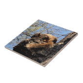 Eichhörnchen Keramik Fliese (Seite)