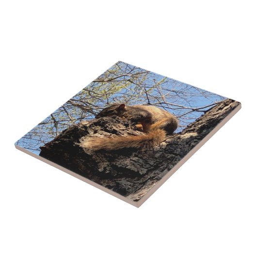 Eichhörnchen Keramik Fliese (Seite)