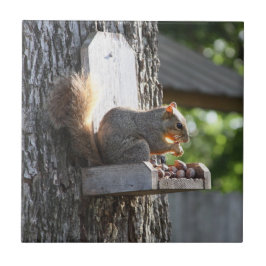 Eichhörnchen Keramik Fliese