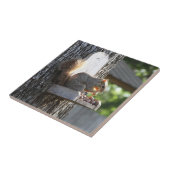 Eichhörnchen Keramik Fliese (Seite)