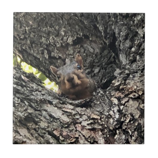 Eichhörnchen Keramik Fliese (Vorderseite)