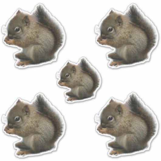 Eichhörnchen Kitten Stickers Aufkleber (Vorderseite)