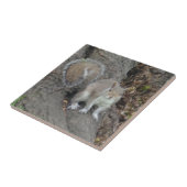 Eichhörnchen Klein (4,25" x 4,25") Keramik Foto Ti Fliese (Seite)