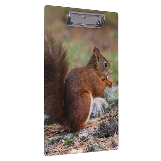 Eichhörnchen Klemmbrett (Rechts)