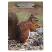 Eichhörnchen Klemmbrett (Vorderseite)