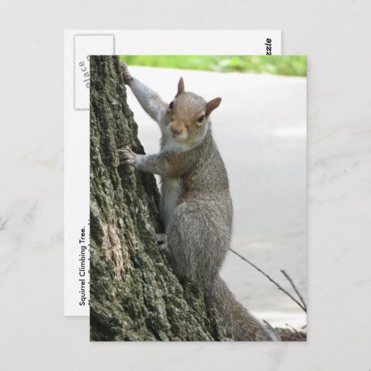 Eichhörnchen Kletterbaum Postkarte (Vorne/Hinten)