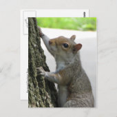 Eichhörnchen Kletterbaum Postkarte (Vorne/Hinten)