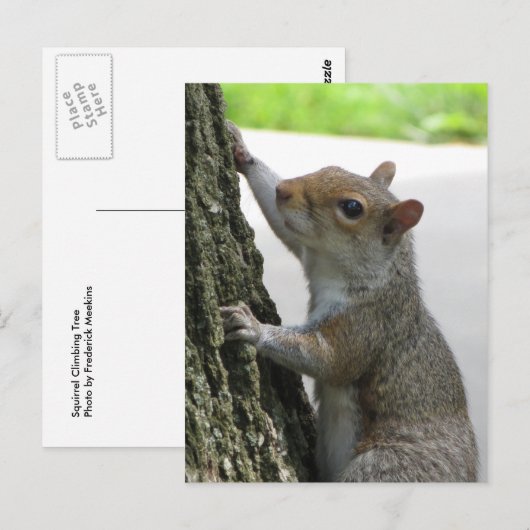 Eichhörnchen Kletterbaum Postkarte (Vorne/Hinten)
