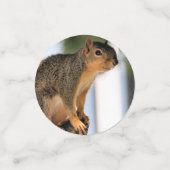 Eichhörnchen Konfetti (Klein Vorderseite)