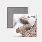 Eichhörnchen Kühlschrank Magnet (Vorderseite/Rückseite)