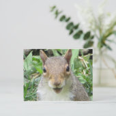 Eichhörnchen lächeln postkarte (Stehend Vorderseite)