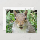 Eichhörnchen lächeln postkarte (Vorne/Hinten)