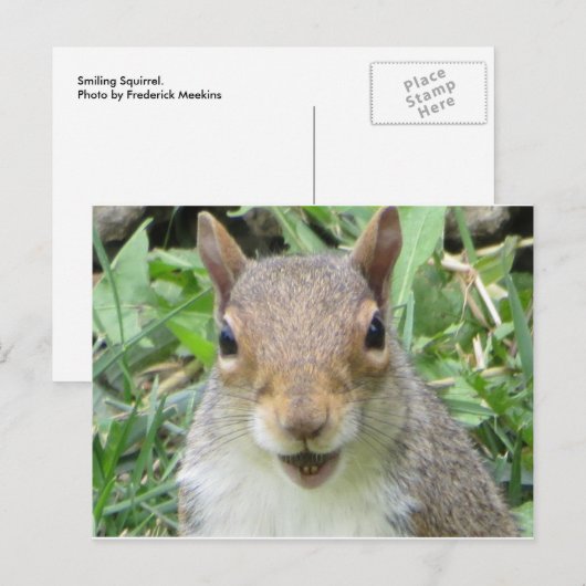 Eichhörnchen lächeln postkarte (Vorne/Hinten)