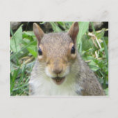 Eichhörnchen lächeln postkarte (Vorderseite)